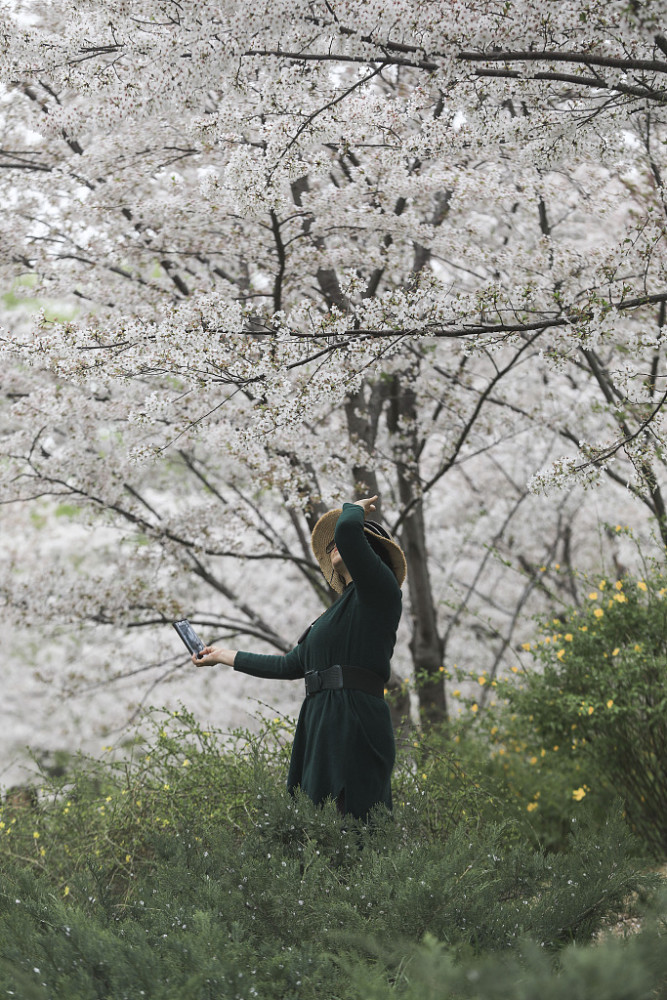 Yang Ying basks in oriental cherry to be patted oneself, pool of Beijing jade deep is admired cherry main forces is crowded explode, or curtilage the Yun Shangying in the home