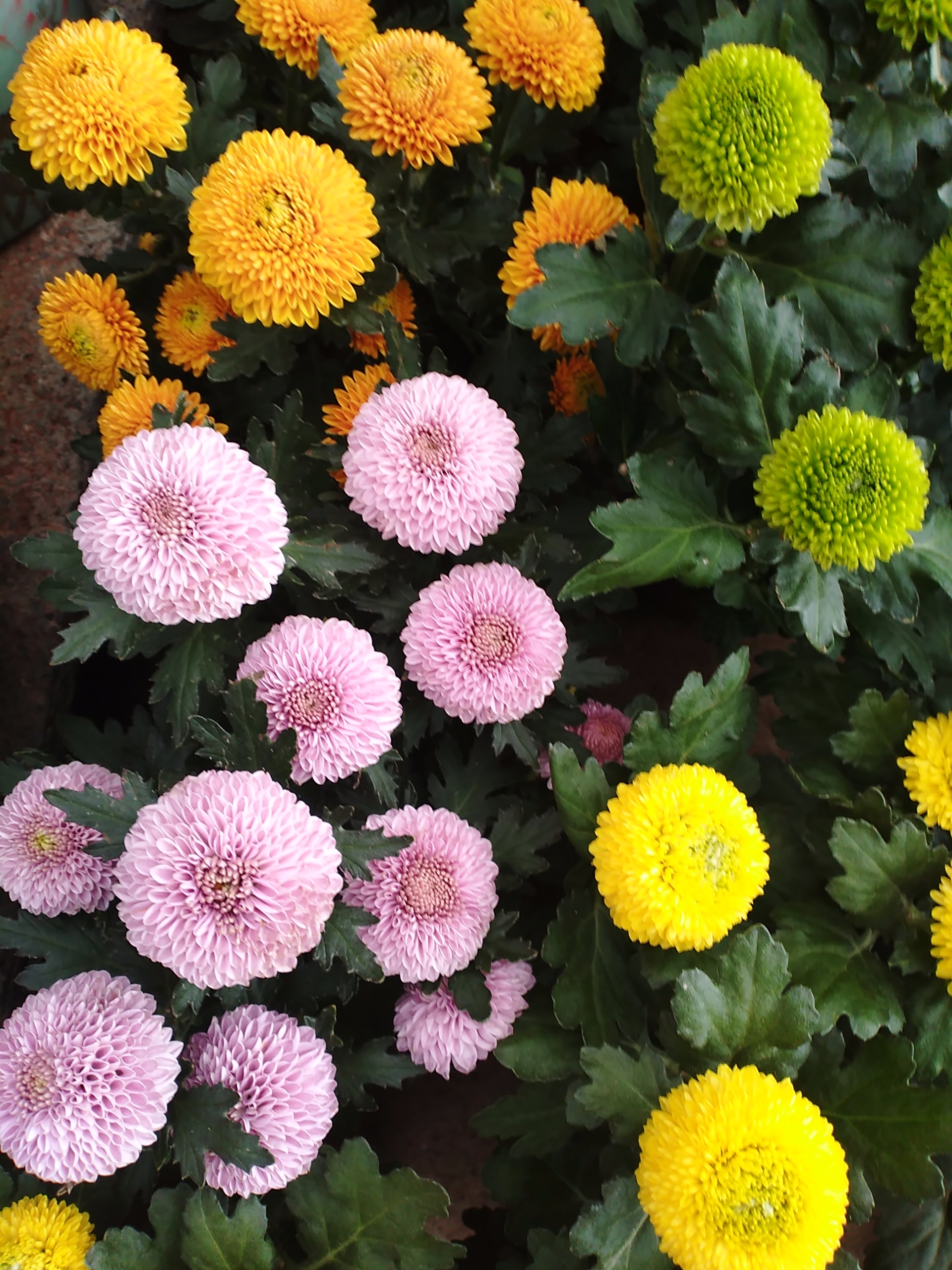 这些你都知道它们的名字吗？看看你能认出多少植物的名字吧。