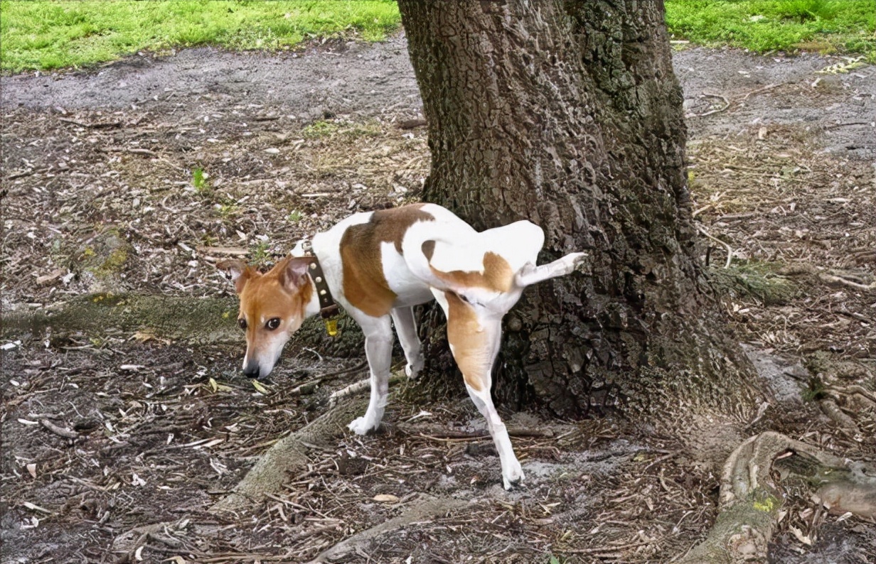 Secret Why do dogs raise their legs when they pee? iMedia