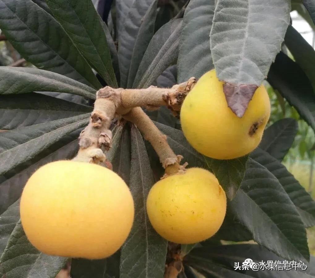中國(guó)到底哪里的枇杷最好吃?