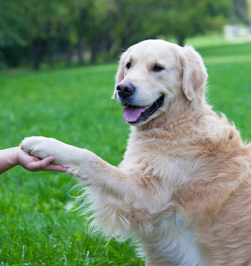 狗狗喜欢把爪子搭在人身上，其实是想告诉你这六件事