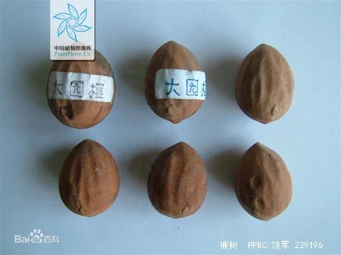 异香扑鼻，世上罕见，坚果中的“香奈儿”——香榧