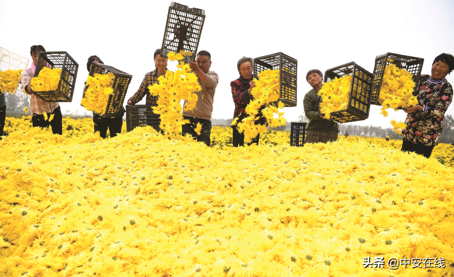 融入“长三角”，亳州全力建设“世界中医药之都”