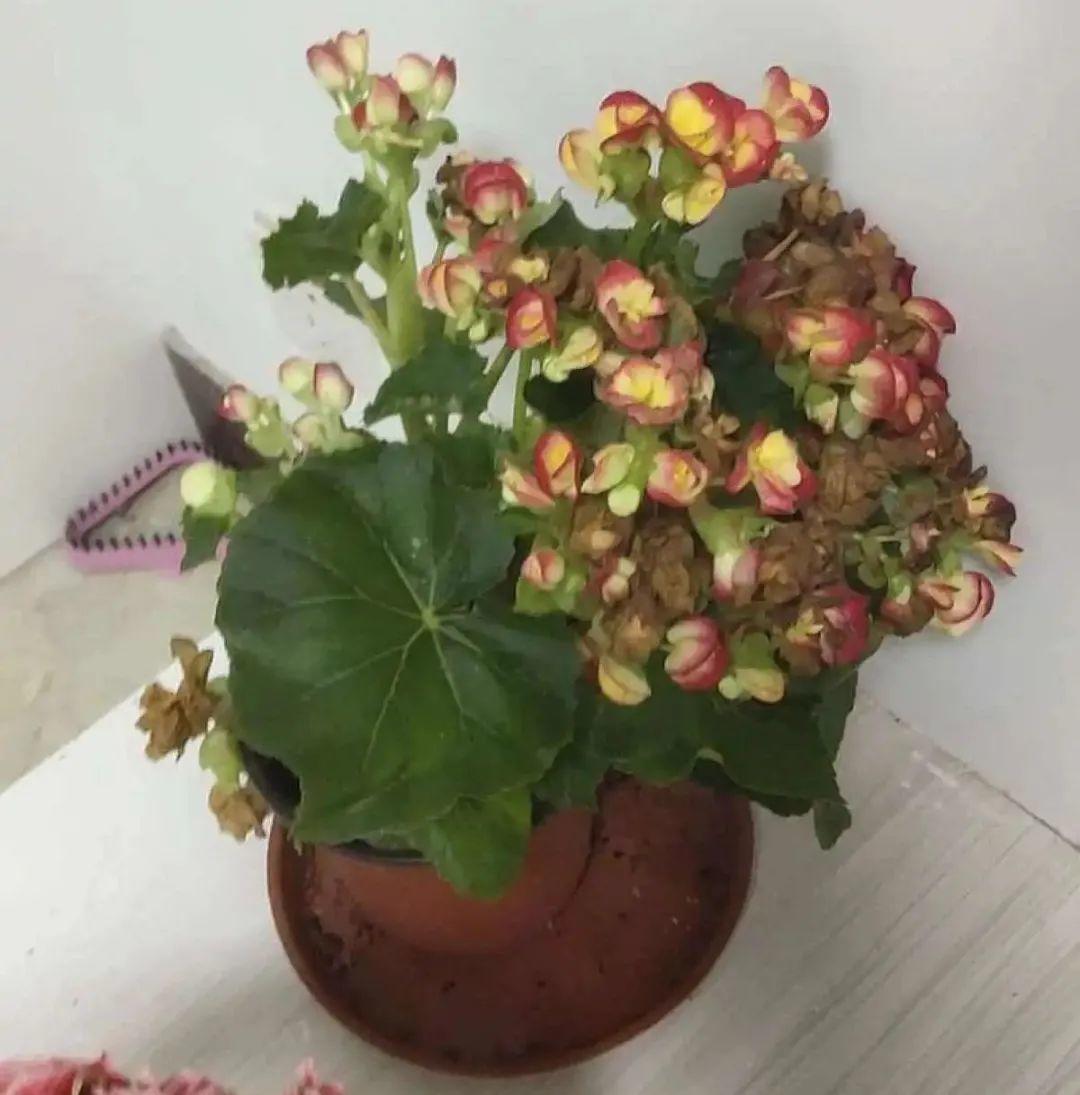 春天不能晒的花，越晒越丑，放阴凉地儿，反倒