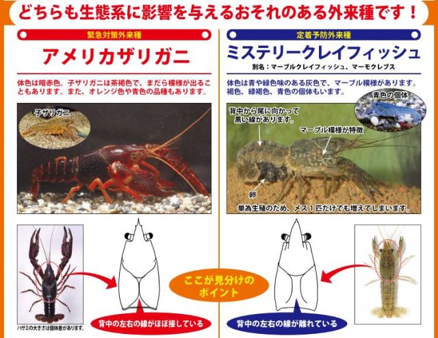 日本曾主动引进小龙虾，疑为处理尸体，为何现将其列为入侵物种？