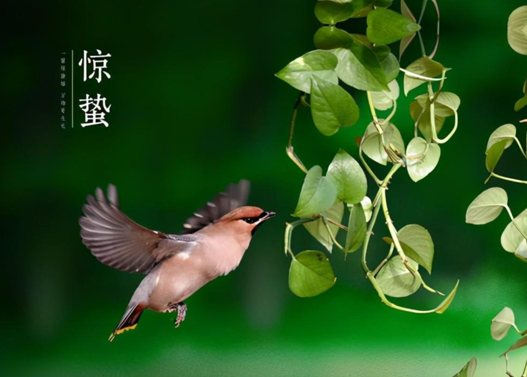 雨催惊蛰候 风作勒花开-第12张图片-非凡网