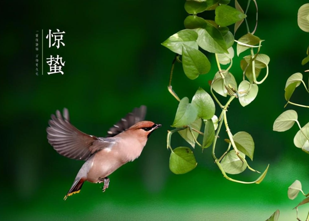 雨催惊蛰候 风作勒花开-第12张图片-诗句网