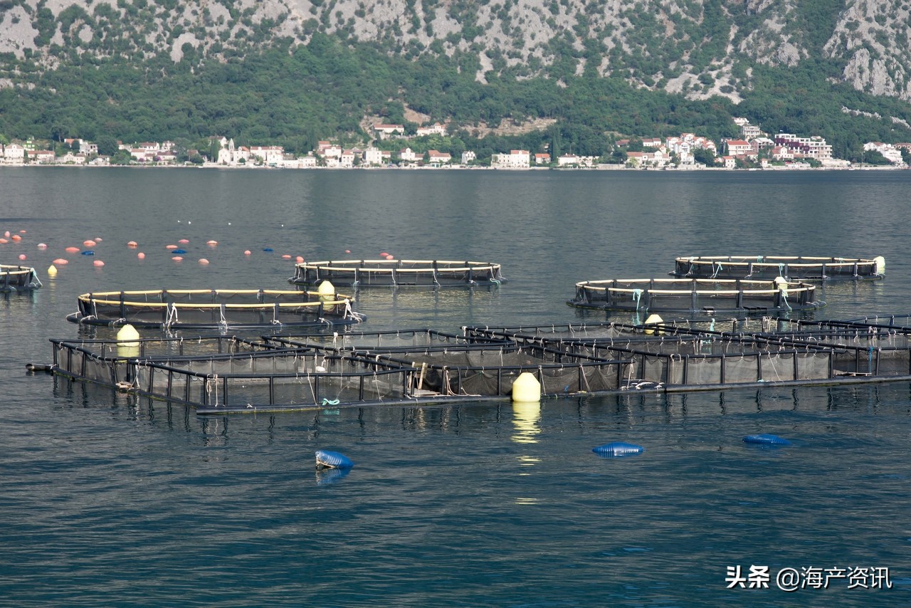 疑惑！运往中国的智利三文鱼上涨，运往其他地