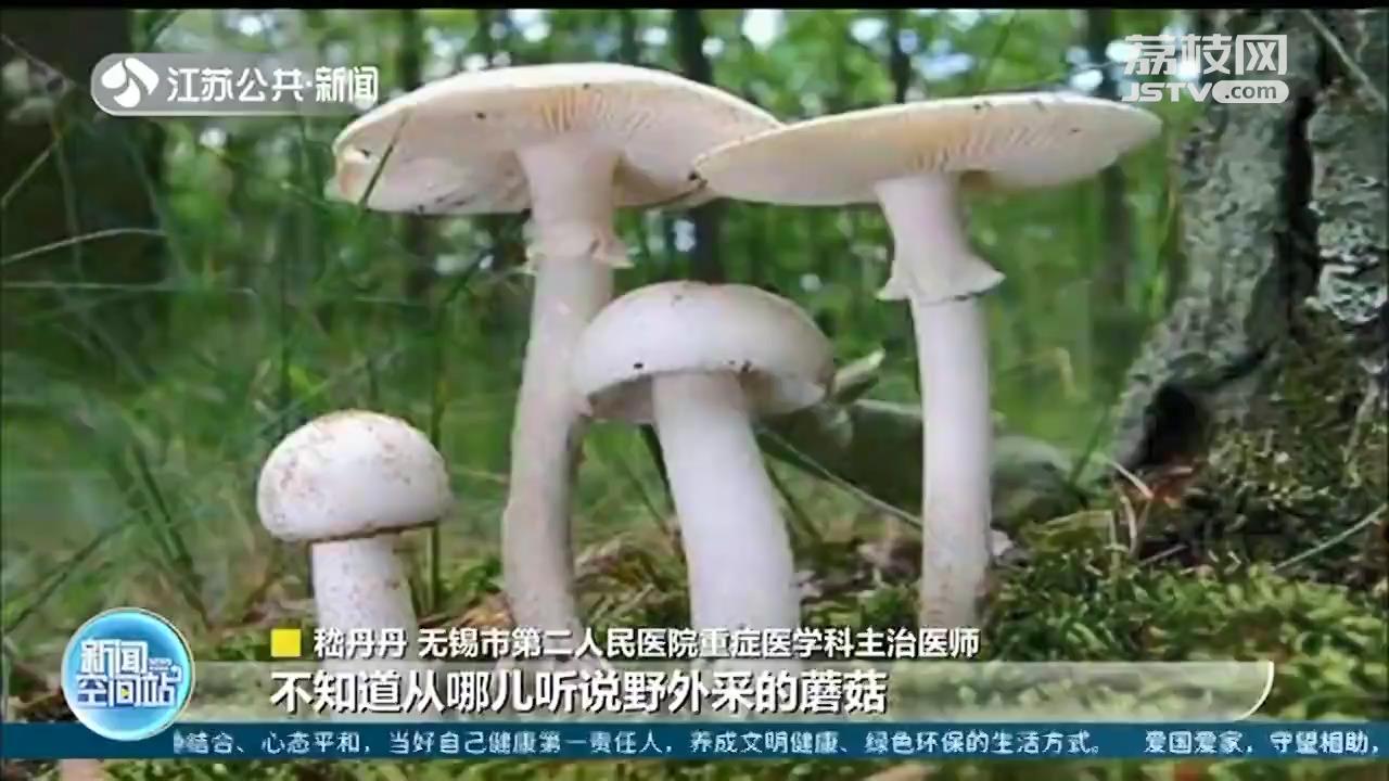 山里的野蘑菇不要采食 无锡父女“尝鲜”中毒住进重症监护室