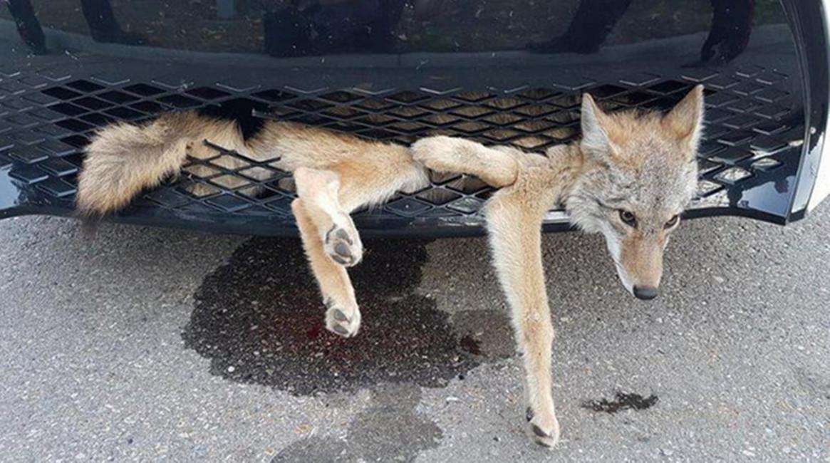 跑高速时，遇到小动物是撞还是躲？交警再说一遍，大家记好