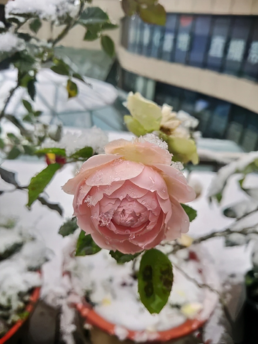 西安下雪啦!忽如一夜春风来,西安一梦回长安