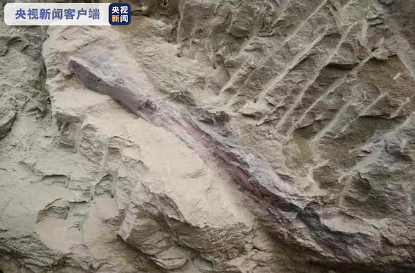 四川自贡发现距今1.6亿年恐龙化石 已运抵自贡恐龙博物馆