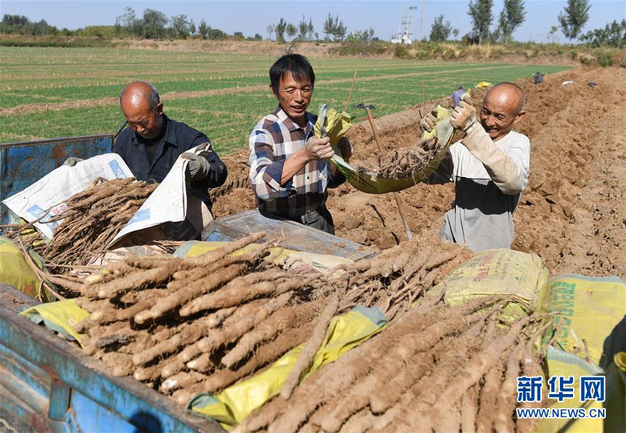 石家庄赵县：特色产业种植助农致富