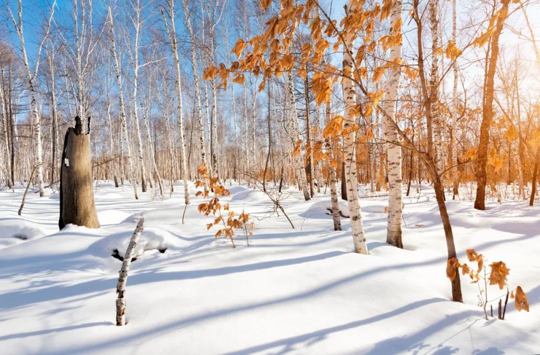 冬天的美-第10张图片-诗句网