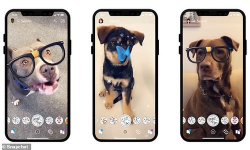 狗狗可以自己“戴眼镜”？Snapchat新推出狗脸专用滤镜