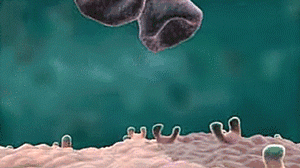 40�������ϵͳ���ױ���������������������õġ�����ҩ��