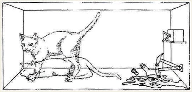 量子十问之四：“薛定谔猫”为什么会自然死亡？