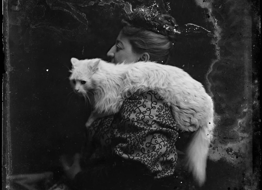 永不过时的猫片