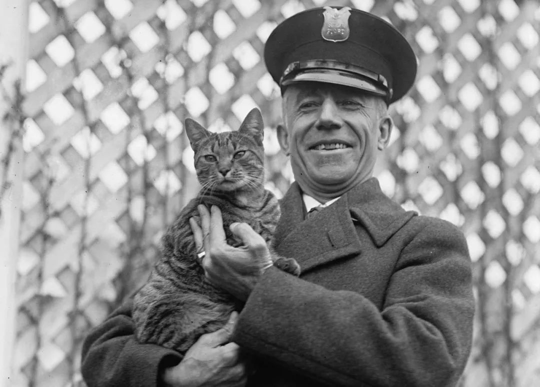 永不过时的猫片