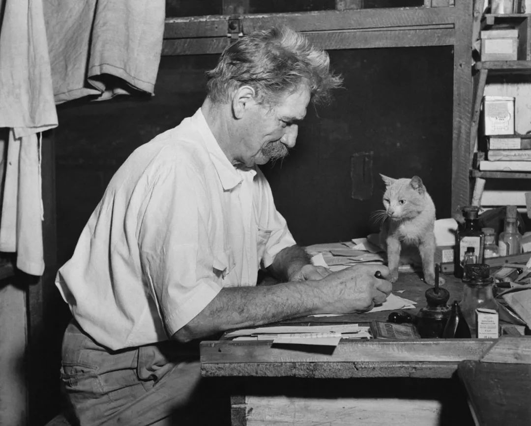 永不过时的猫片