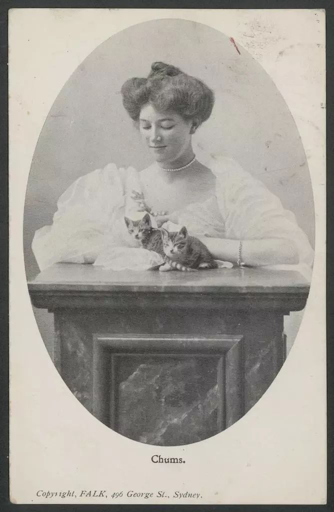 永不过时的猫片