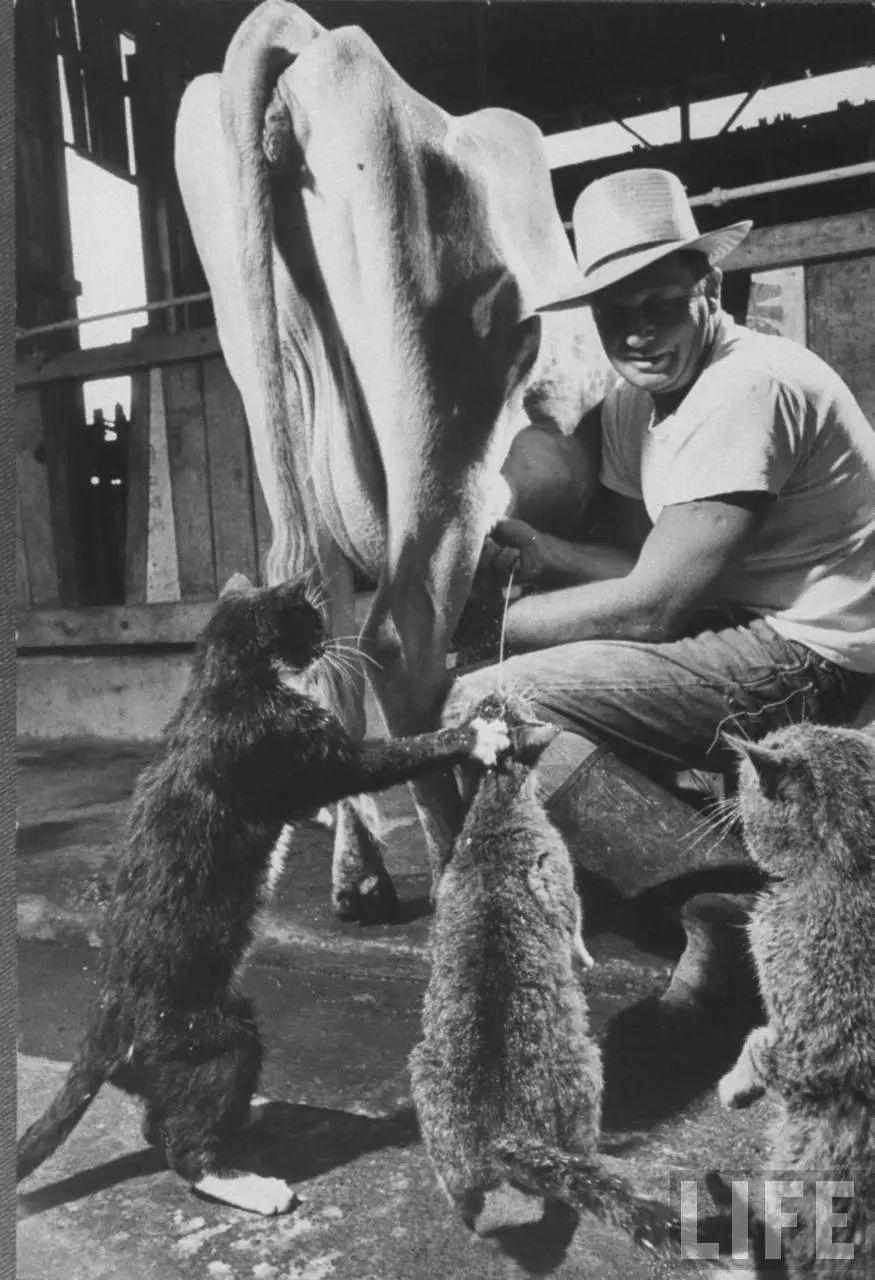 永不过时的猫片