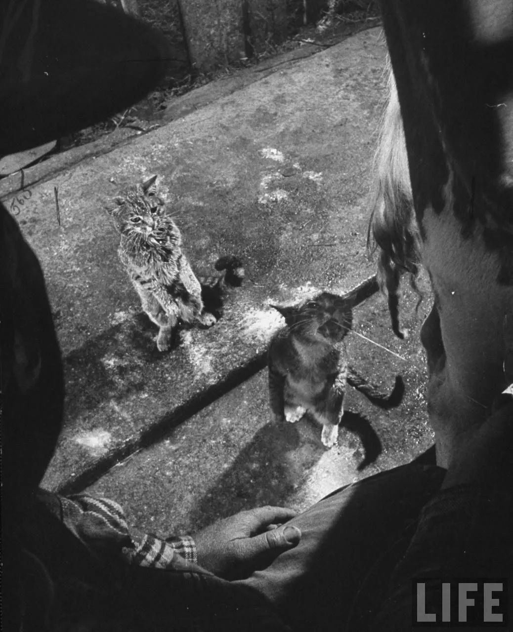 永不过时的猫片