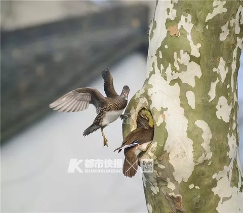 71 an affectionate couple are born in the west lake this year, died 18, majority is to be maintained dead! Sliver comes is bowel of melon seeds, ham, potato completely piece! 