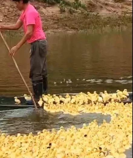 相邻两家鸭子每天自动组队出门，主人故意少放3只，鸭子竟一直等