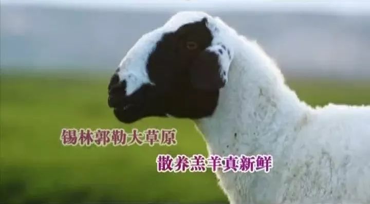 这样生长的草原羊就是优秀