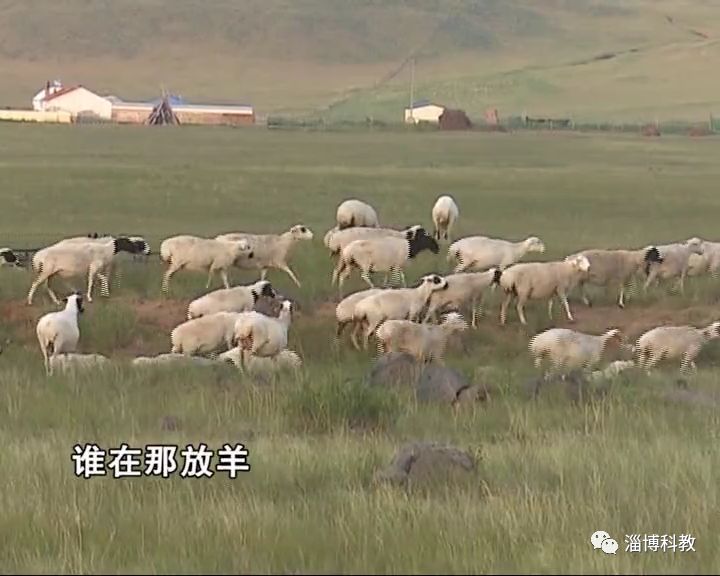 这样生长的草原羊就是优秀