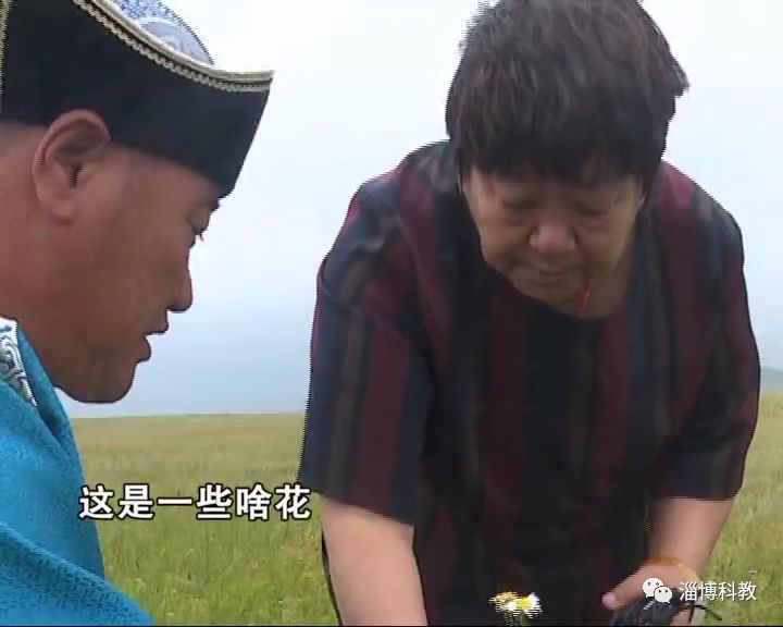 这样生长的草原羊就是优秀