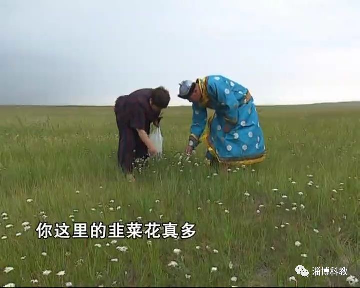 这样生长的草原羊就是优秀