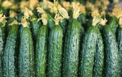 The word says old Beijing -- cucumber