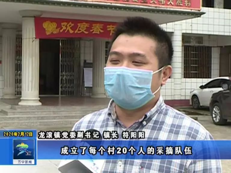 Dragon rolls pineapple to pluck busy appear on the market, neither of epidemic prevention rush in the harvest by accident