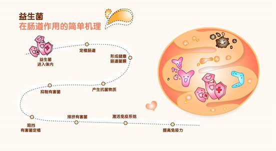 解读益生菌酸奶对增强身体免疫力的科学功效