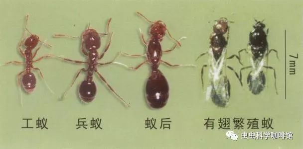白蚁和蚂蚁,一字之差大不同