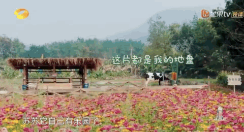 《向往的生活》回归：平凡的每一天都值得向往