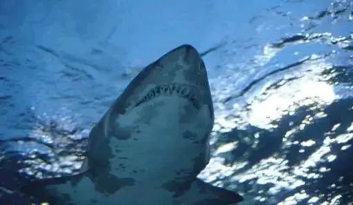 美国男子无视隔离去游泳遭鲨鱼咬死，公园传枪