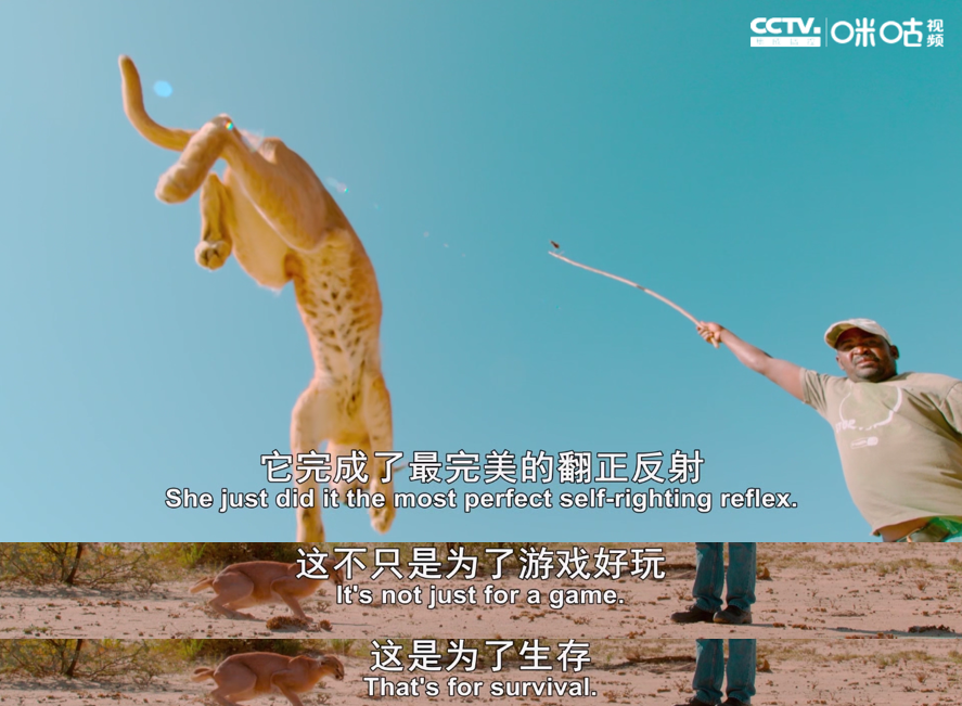 只能用“不可思议”来形容BBC这部新纪录片了