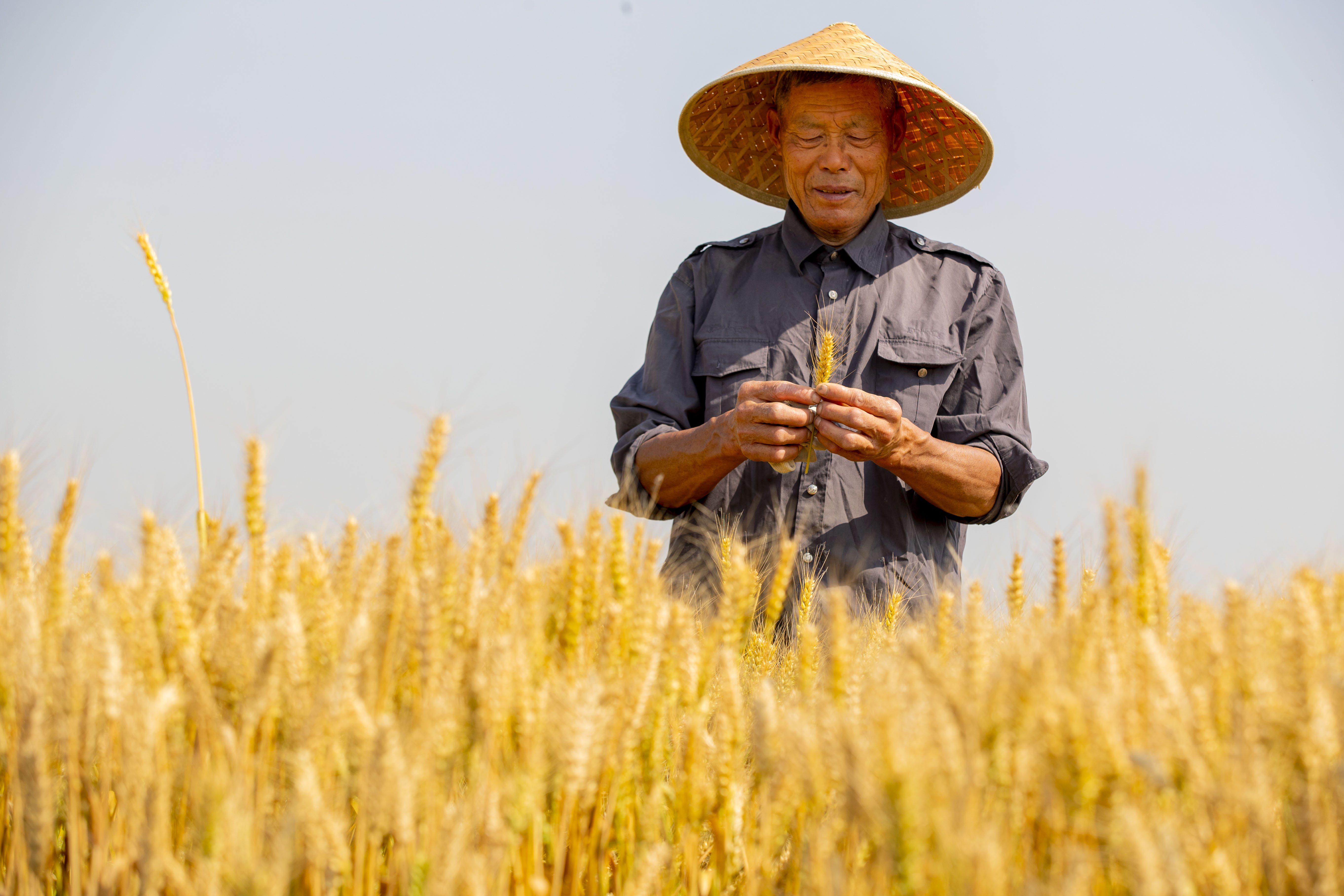 视觉江苏：小满至 泰州农民抓住时令开展农业生