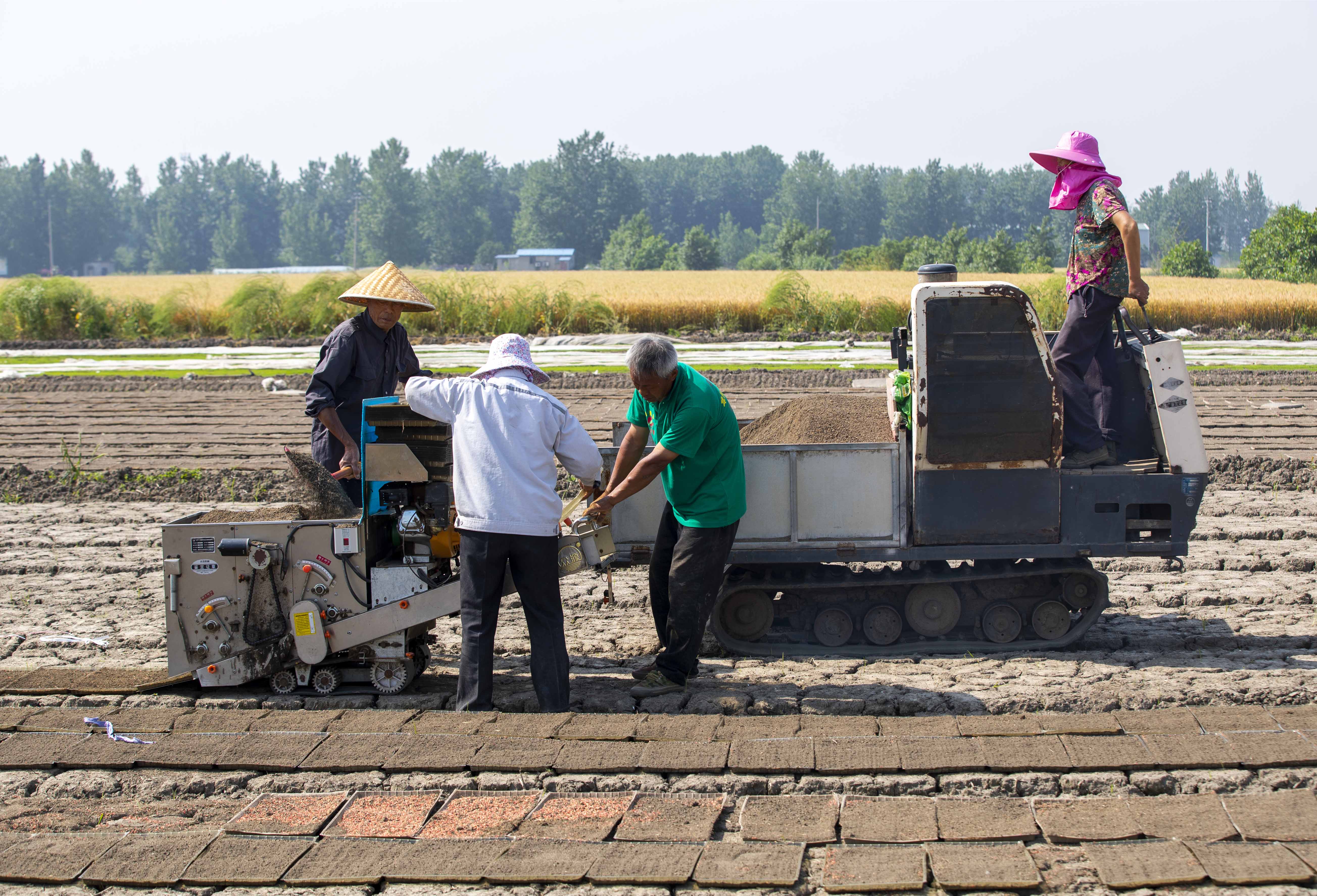 视觉江苏：小满至 泰州农民抓住时令开展农业生