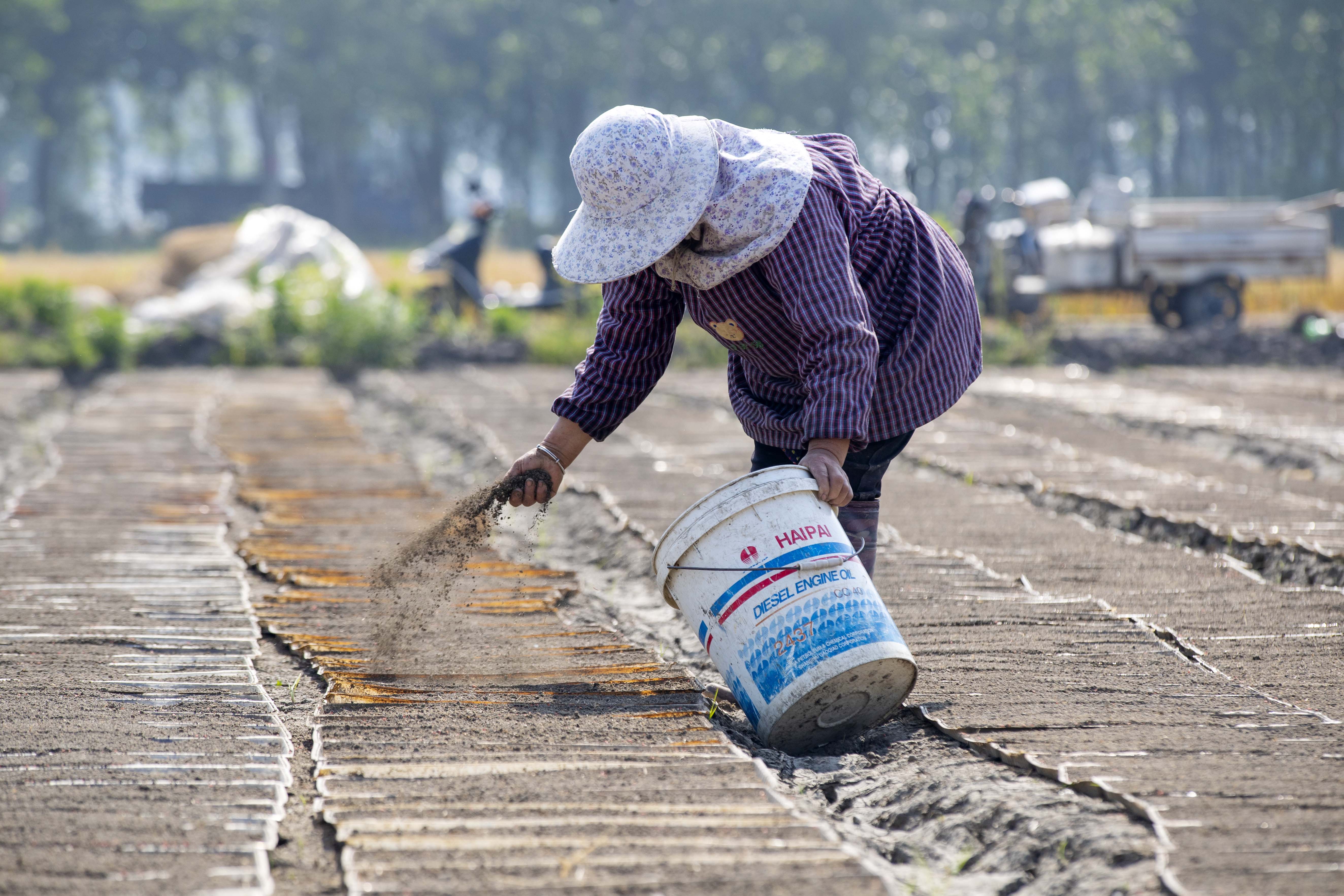 视觉江苏：小满至 泰州农民抓住时令开展农业生