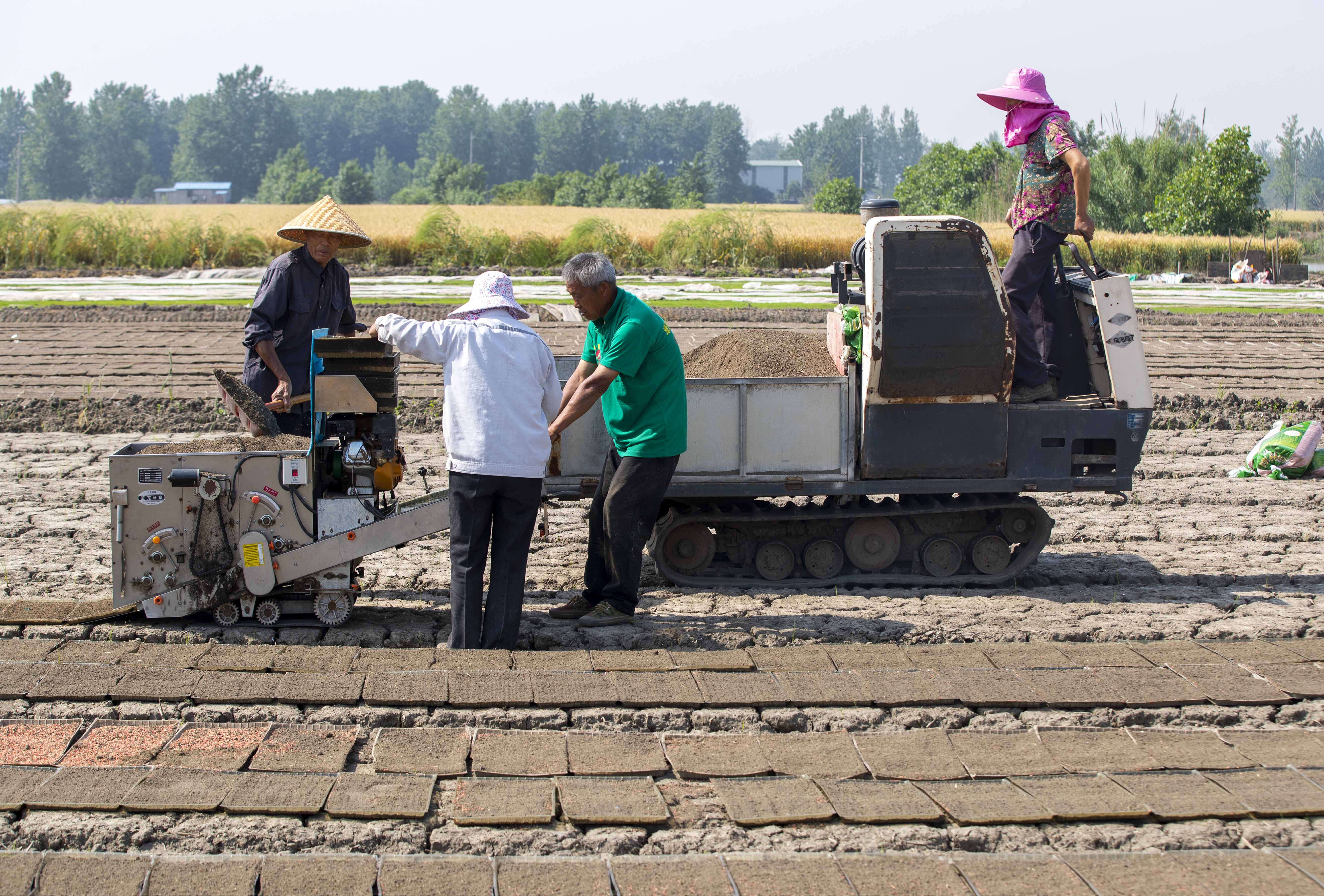 视觉江苏：小满至 泰州农民抓住时令开展农业生