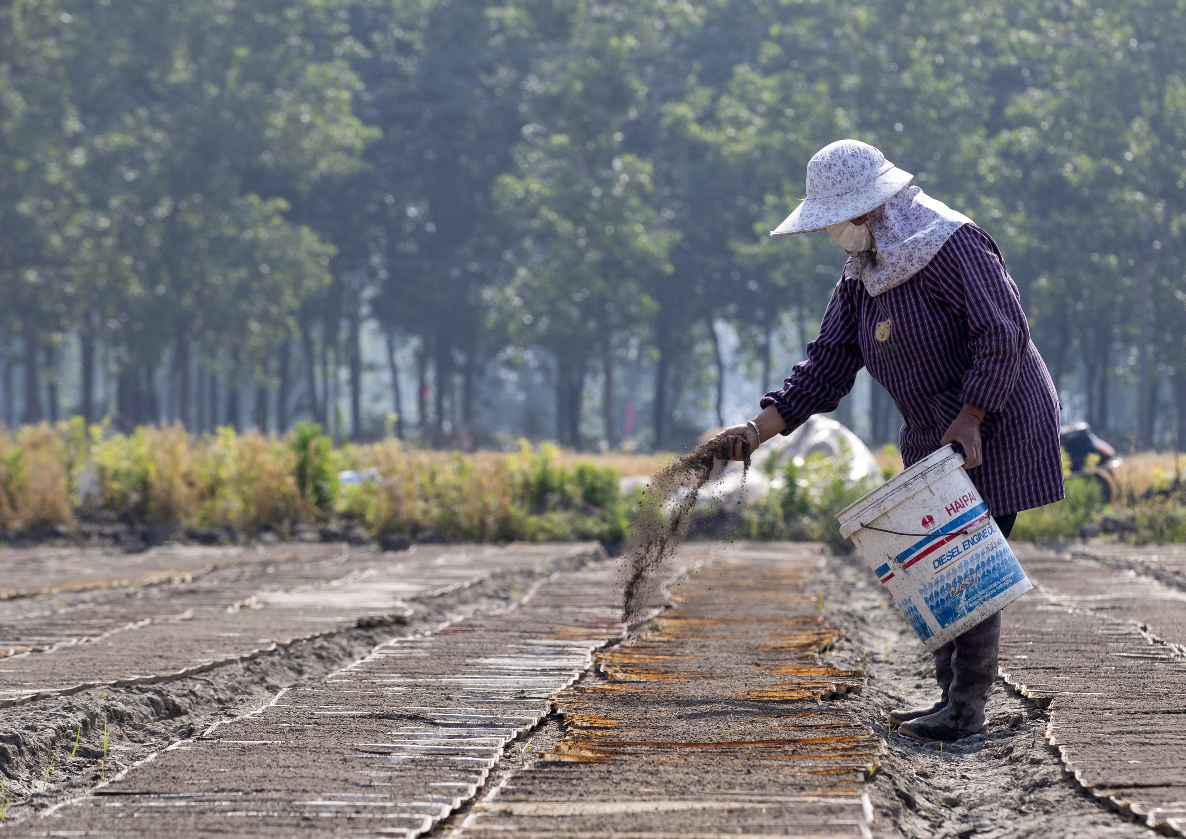 视觉江苏：小满至 泰州农民抓住时令开展农业生