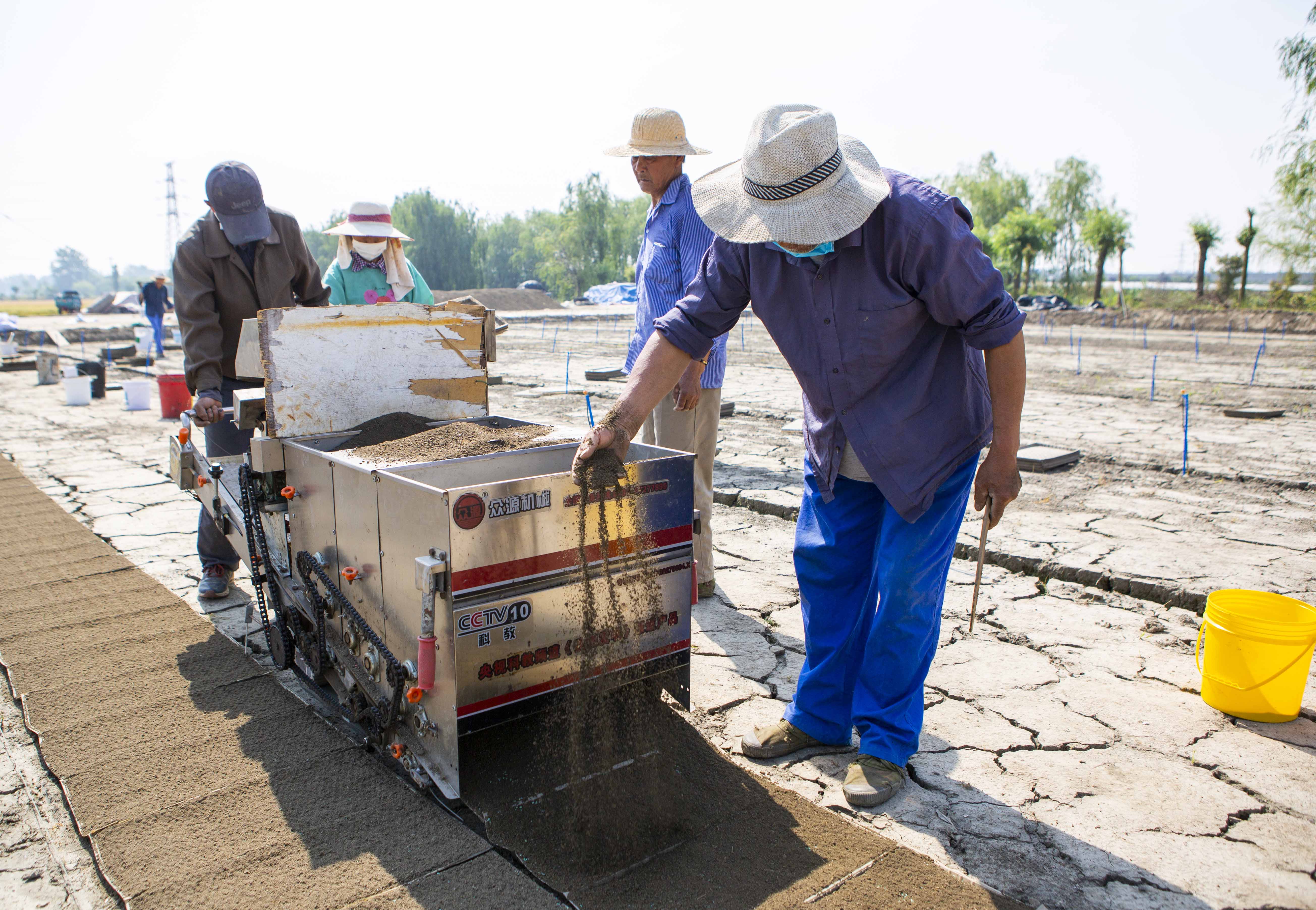 视觉江苏：小满至 泰州农民抓住时令开展农业生