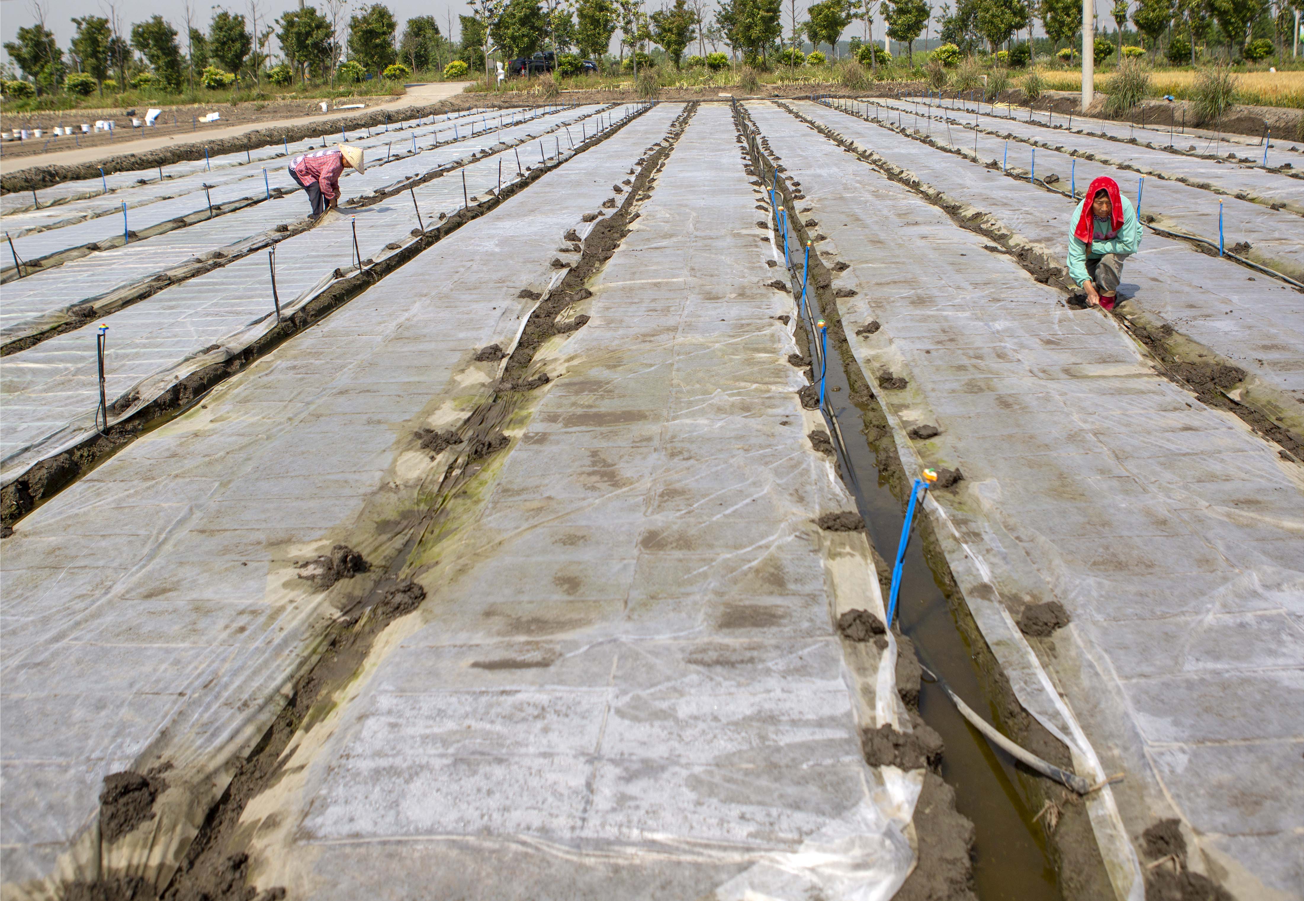 视觉江苏：小满至 泰州农民抓住时令开展农业生