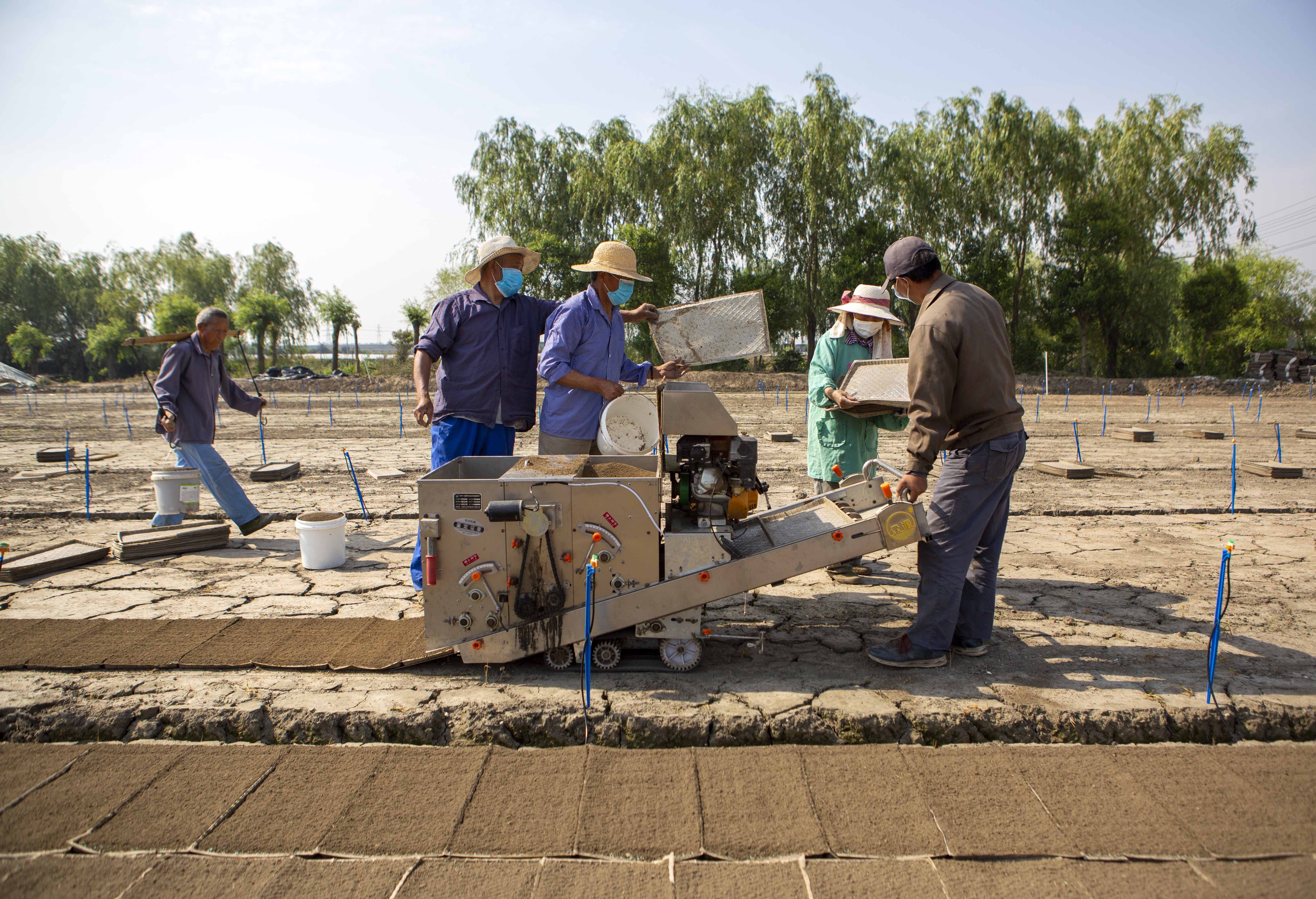 视觉江苏：小满至 泰州农民抓住时令开展农业生