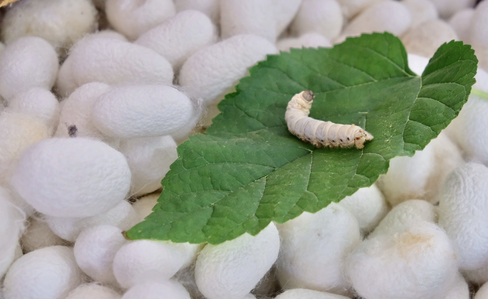 小满节气来了 "桑叶正肥蚕食饱" 从蚕到蚕