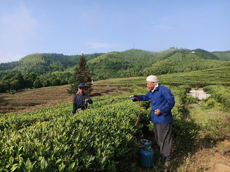 湖南永州：首创用火焰杀茶虫